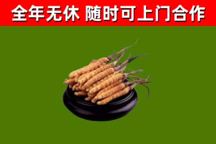 肥城烟酒回收冬虫夏草.jpg